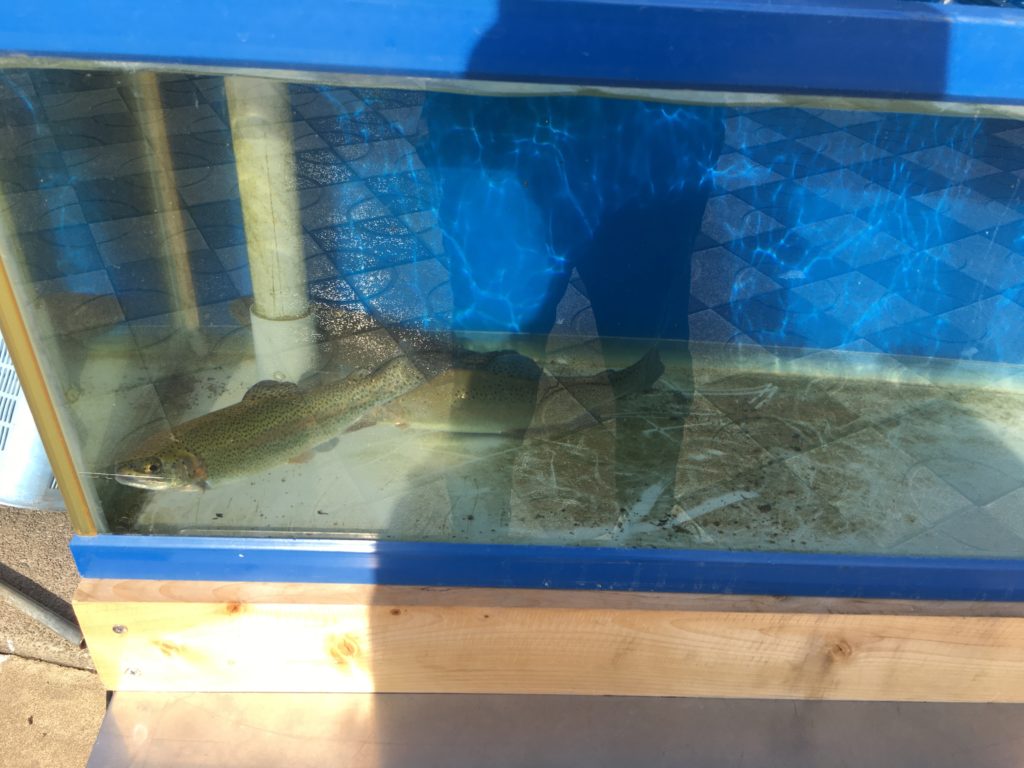 さいたま水上公園 釣り プールフィッシング レギュレーション 大物 料金 色物 初心者 大型変形プール フェザージグ 豆